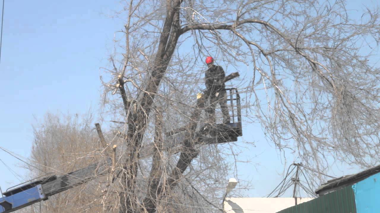 фото спил деревьев с автовышки